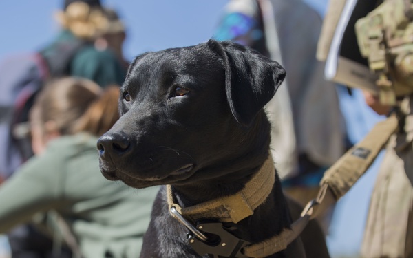 Iris the detector dog