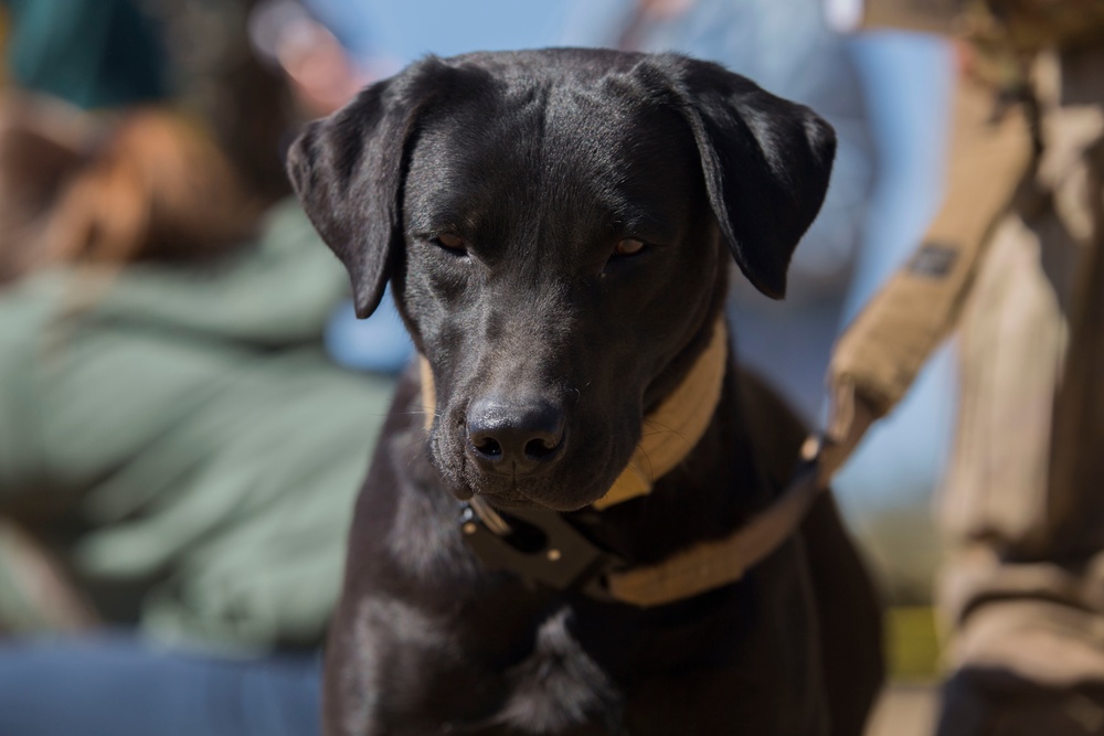 Iris the detector dog