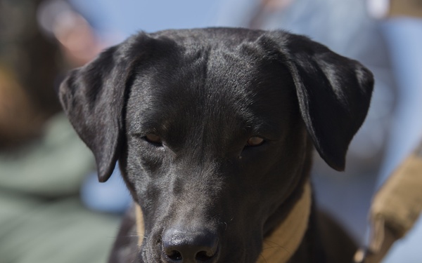 Iris the detector dog