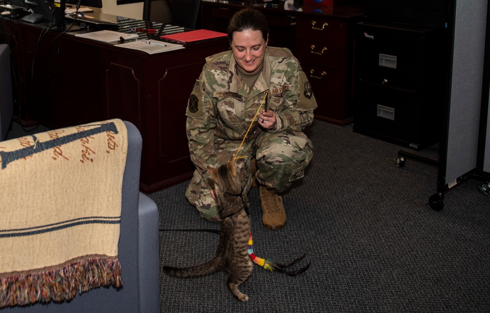 Airman looks out for 'undercats'