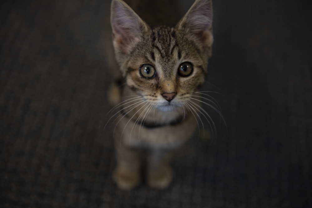 Airman looks out for ‘undercats’