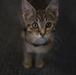 Airman looks out for ‘undercats’
