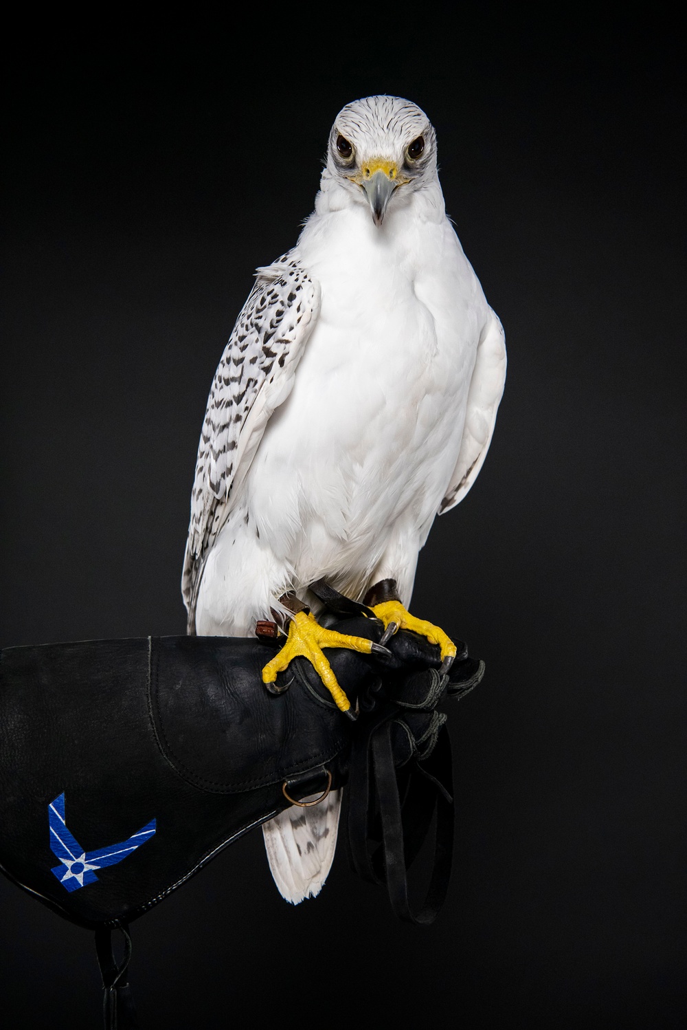 USAFA Falconry