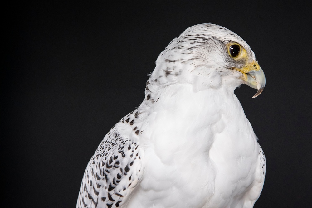 USAFA Falconry