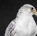 USAFA Falconry