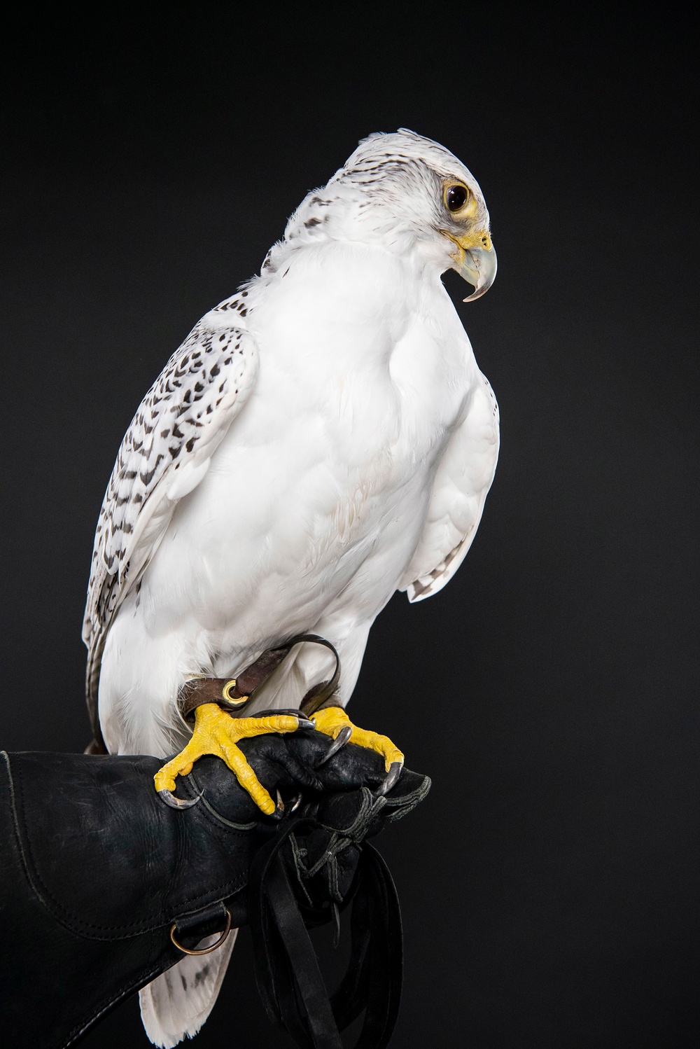 USAFA Falconry