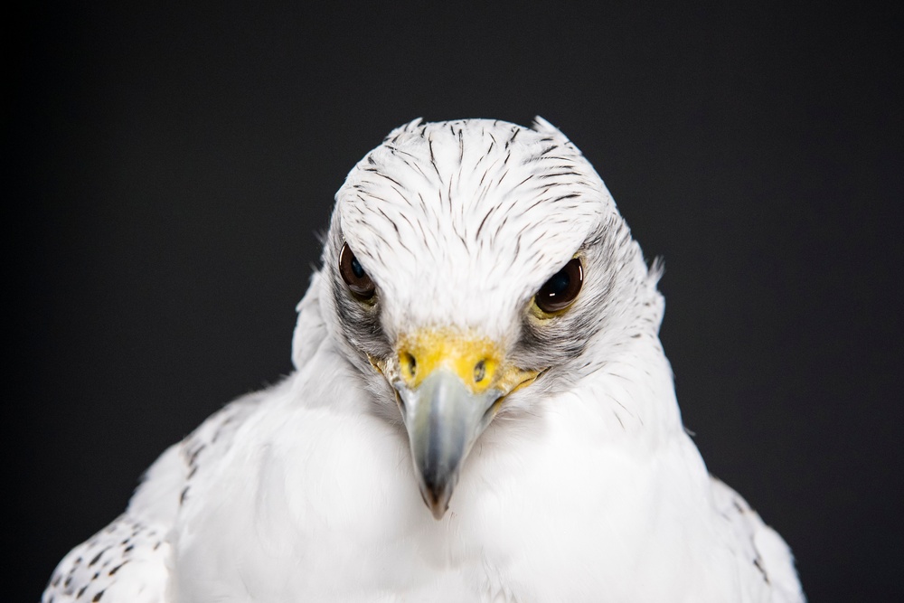 USAFA Falconry