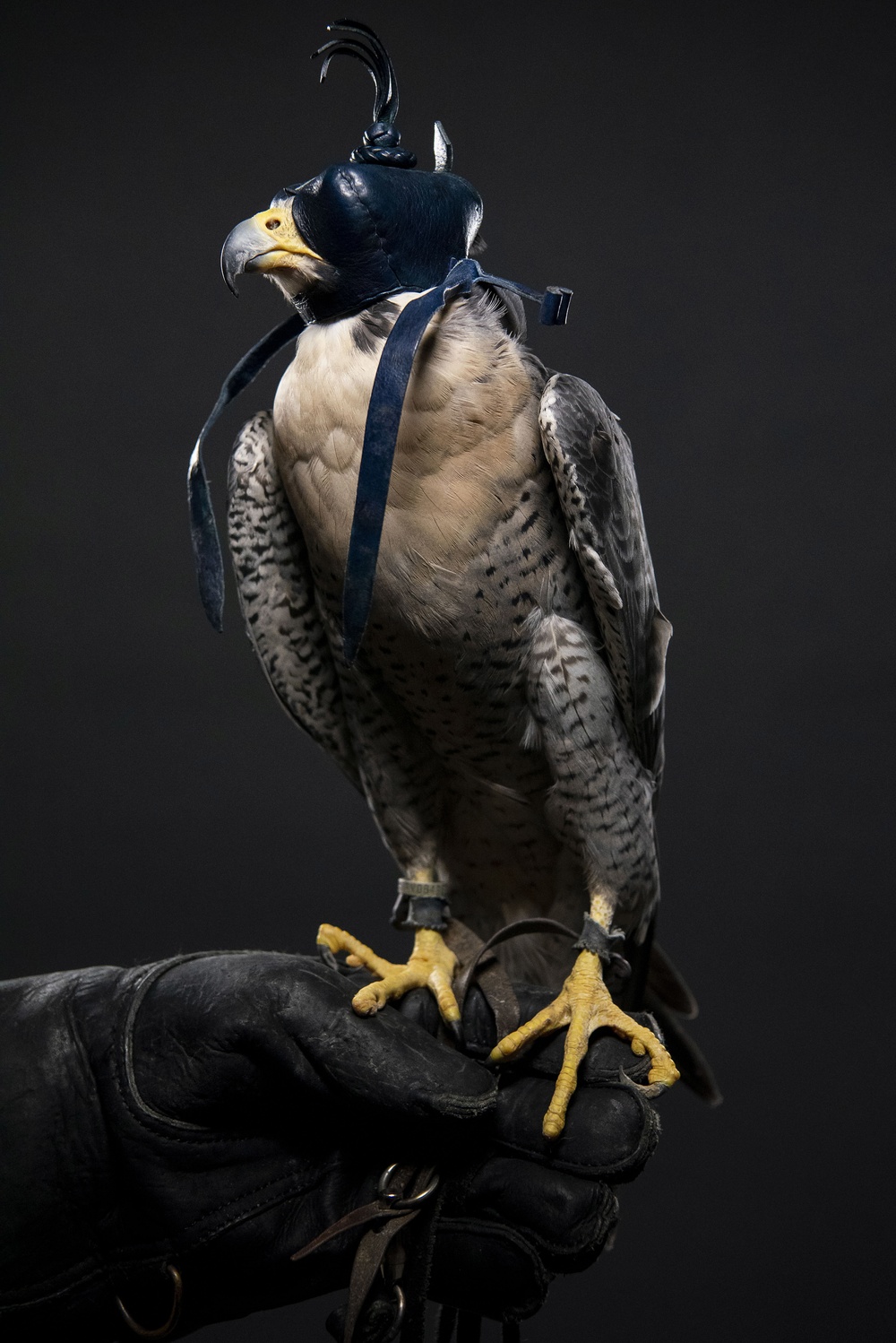 USAFA Falconry