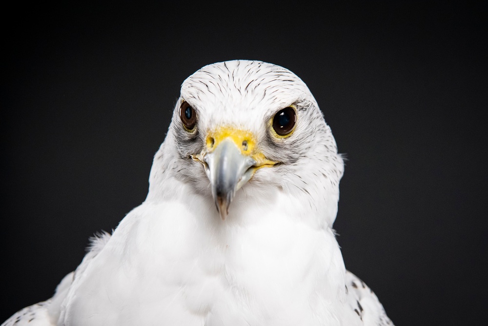 USAFA Falconry