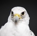 USAFA Falconry