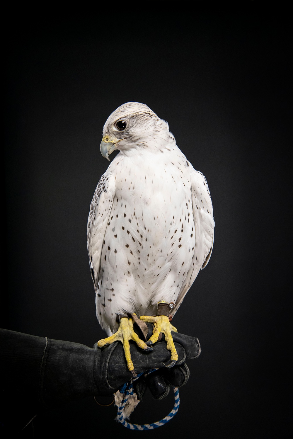 USAFA Falconry