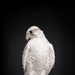 USAFA Falconry