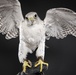 USAFA Falconry