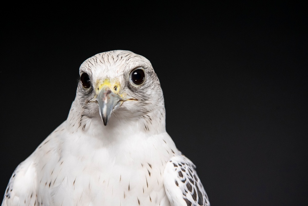 USAFA Falconry