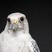 USAFA Falconry