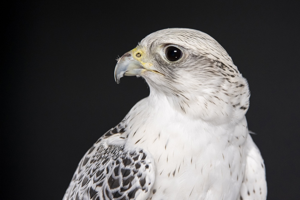 USAFA Falconry