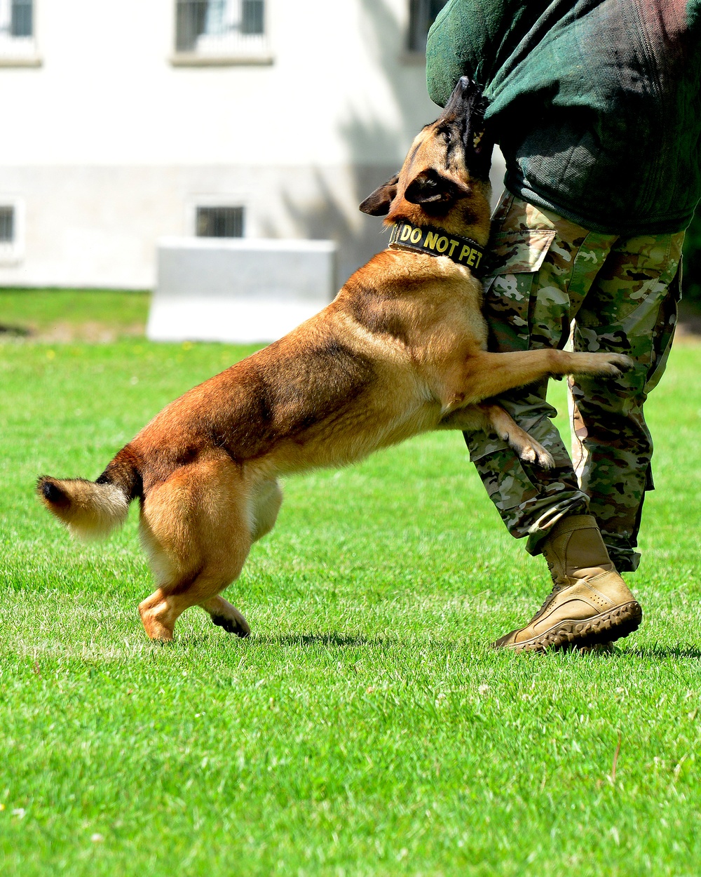 Army Military Police Working Dogs Train in Germany