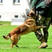 Army Military Police Working Dogs Train in Germany