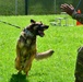 Army Military Police Working Dogs Train in Germany