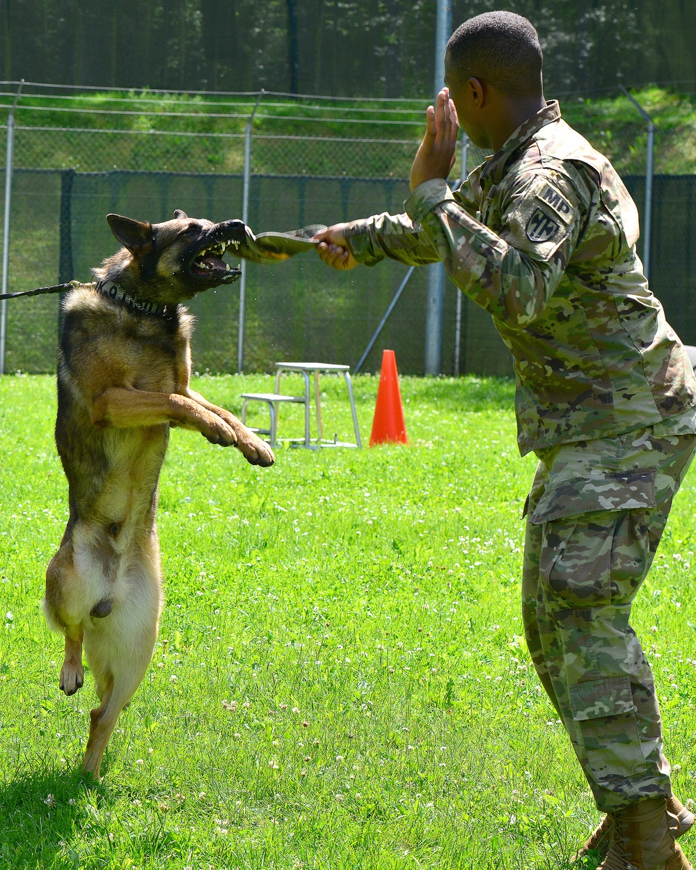 Army Military Police Working Dogs Train in Germany