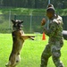 Army Military Police Working Dogs Train in Germany