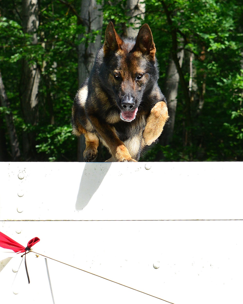 Army Military Police Working Dogs Train in Germany