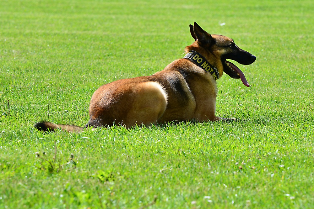 Army Military Police Working Dogs Train in Germany