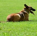 Army Military Police Working Dogs Train in Germany