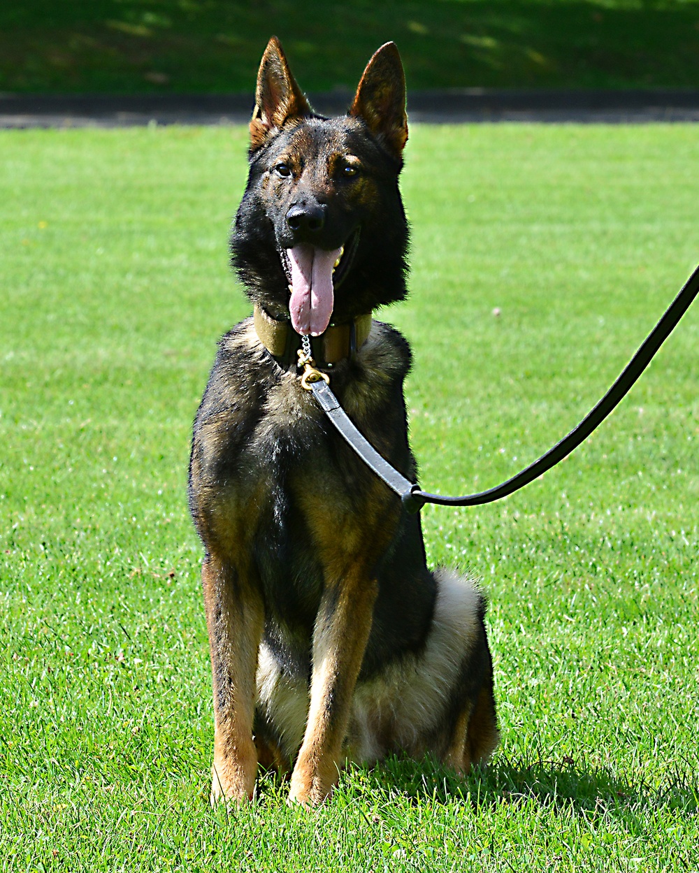 Army Military Police Working Dogs Train in Germany