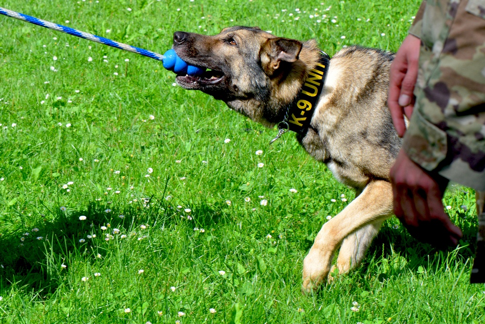 Army Military Police Working Dogs Train in Germany