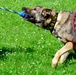 Army Military Police Working Dogs Train in Germany