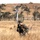 Multinational forces in the field; Talisman Saber 2019