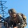 Multinational forces in the field; Talisman Saber 2019