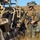 Multinational forces in the field; Talisman Saber 2019