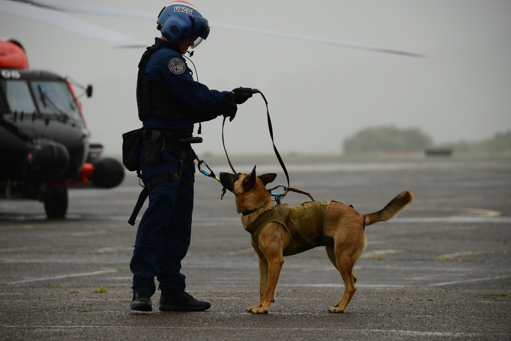 MSST Seattle 91101 K-9s train at Coast Guard Sector Columbia River