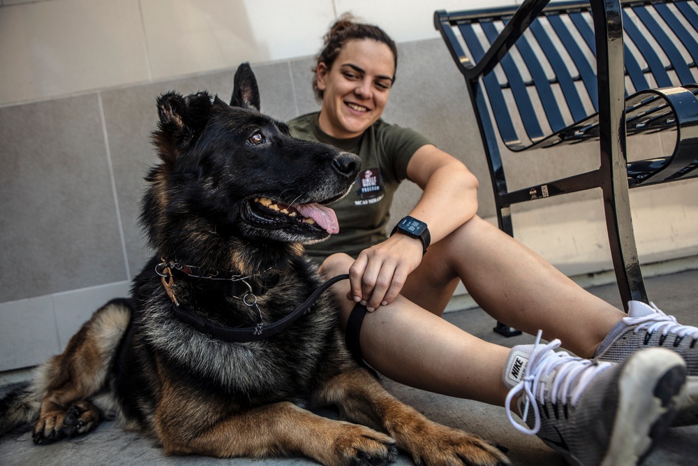 Helping Hands and Wagging Tails: Miramar SMP assists in German Shepherd adoption event