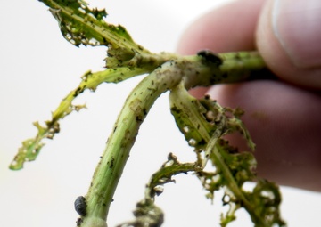 Corps Tiny Weapon Winning the Bio Control Battle