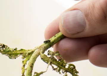 Corps Tiny Weapon Winning the Bio Control Battle