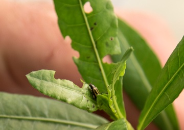Corps Tiny Weapon Winning the Bio Control Battle