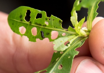 Corps Tiny Weapon Winning the Bio Control Battle