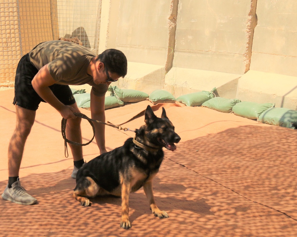 K9 Unit - Dogs at Work