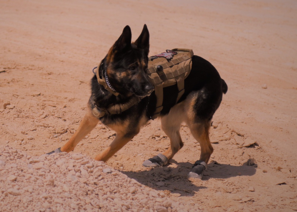 K9 Unit - Dogs at Work