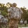 A column of military soldiers in full combat gear is conducting a road march or ruck march along a paved path surrounded by trees. The soldiers are wearing camouflage uniforms and carrying large rucksacks along with rifles. The image is taken from behind the lead soldier, capturing the formation moving away from the camera in low evening light.