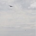 Airdrop Action for Patriot North 2019 Exercise at Fort McCoy