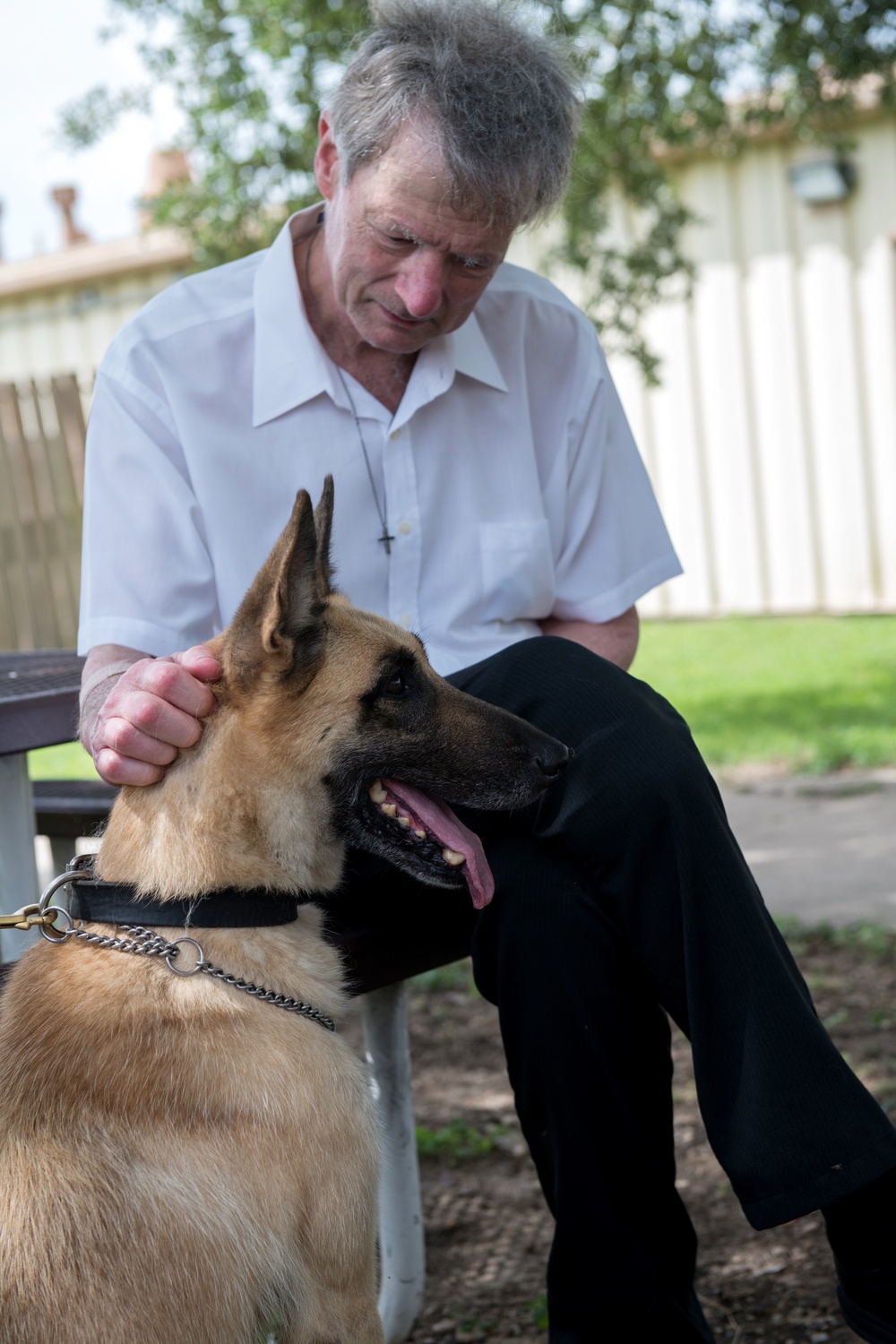 Retired MWDs looking for family, homes, couches