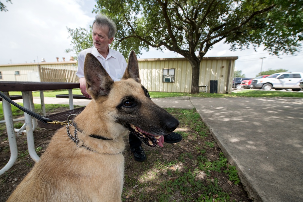 Retired MWDs looking for family, homes, couches