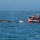 NOAA and U.S. Coast Guard free entangled whale