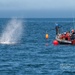 NOAA and U.S. Coast Guard free entangled whale