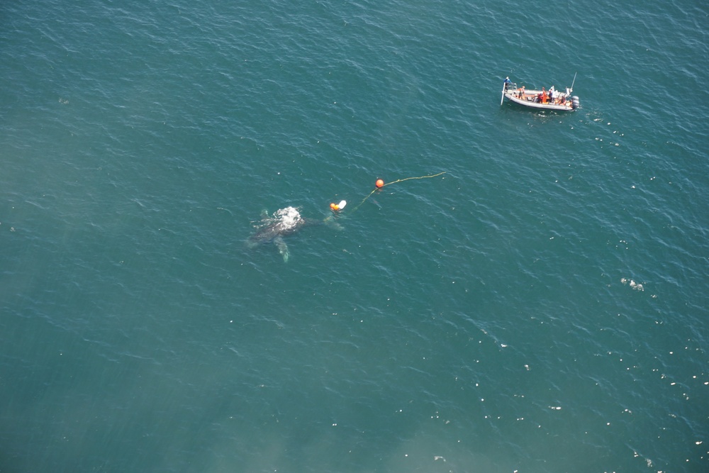 NOAA and U.S. Coast Guard free entangled whale