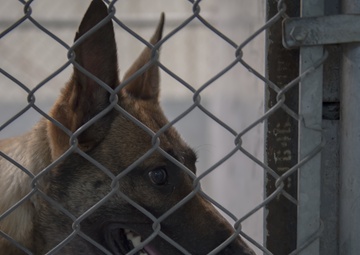 MWDs and handlers protect the base, each other